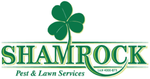 shamrock-logo-final-med